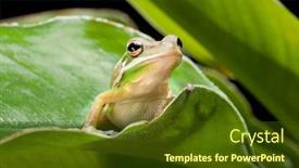  Presentation with green tree - Audience pleasing presentation consisting of green tree frog sitting on a plant leaf backdrop and a tawny brown colored foreground