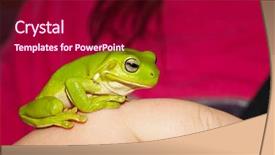  Presentation with frog - PPT theme featuring green tree frog background and a violet colored foreground