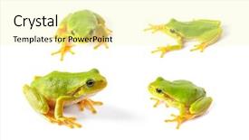  Presentation with frogs - PPT theme enhanced with green tree frogs close up background and a blonde colored foreground