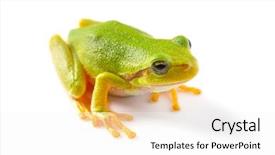  Presentation with frogs - Presentation design consisting of close up over white background background and a white colored foreground
