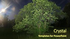  Presentation with tree step - Slide deck having green tree in night steppe background and a tawny brown colored foreground