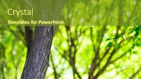  Presentation with green tree - Presentation theme featuring green-tree-in-the-forest background and a tawny brown colored foreground