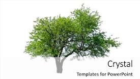  Presentation with earth science green and white - Amazing slide deck having green tree isolated on white backdrop and a white colored foreground