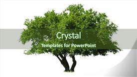  Presentation with single tree - Beautiful presentation theme featuring green tree isolated on white backdrop and a tawny brown colored foreground