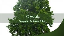  Presentation with green tree - Cool new presentation theme with green tree isolated on white backdrop and a tawny brown colored foreground