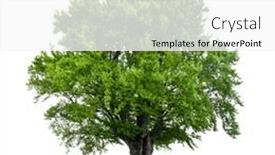  Presentation with green tree - PPT layouts featuring green-tree-isolated-on-white background and a white colored foreground