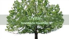  Presentation with green tree - Cool new presentation theme with green tree isolated on white backdrop and a tawny brown colored foreground