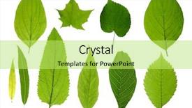  Presentation with lime - Presentation theme featuring green tree leaves summer nature background and a yellow colored foreground