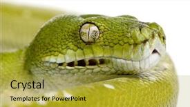 143 Best Python-Themed Templates for PowerPoint & Google Slides