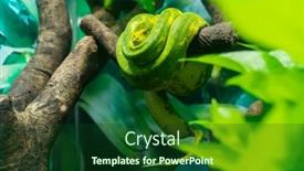  Presentation with green tree - Audience pleasing PPT layouts consisting of green-tree-python-wrapped-around backdrop and a forest green colored foreground