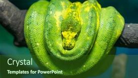  Presentation with green tree - Slide deck featuring green-tree-python-wrapped-around background and a forest green colored foreground