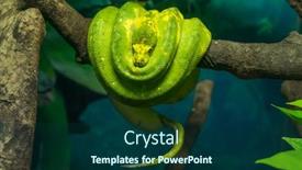  Presentation with green tree - Audience pleasing presentation consisting of green-tree-python-wrapped-around backdrop and a ocean colored foreground