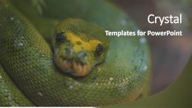  Presentation with python - PPT layouts consisting of green tree python background and a tawny brown colored foreground