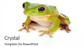  Presentation with frog - Presentation theme with green trees - sitting white-lipped tree frog background and a white colored foreground