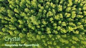  Presentation with mangrove - Beautiful presentation design featuring green-trees-background-photo-mangrove backdrop and a tawny brown colored foreground