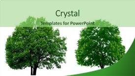  Presentation with single tree - Audience pleasing presentation theme consisting of green trees isolated on white backdrop and a  colored foreground