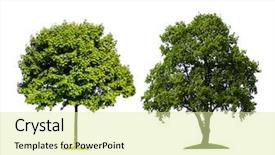  Presentation with oak - PPT layouts enhanced with green trees on a white background and a blonde colored foreground