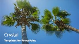  Presentation with green coconut - Colorful PPT layouts enhanced with green tropical coconut palm trees backdrop and a teal colored foreground