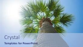  Presentation with green coconut - Theme having green tropical coconut palm trees at tropical coast against blue sky background and a light blue colored foreground