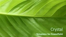  Presentation with green leaf - Colorful PPT layouts enhanced with green-tropical-leaf-closeup backdrop and a tawny brown colored foreground