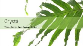  Presentation with green leaf - Presentation design consisting of green-tropical-leaf-on-white background and a yellow colored foreground