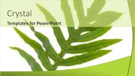  Presentation with green leaf - Slide deck consisting of green-tropical-leaf-on-white background and a soft green colored foreground