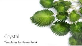  Presentation with green leaf - PPT theme having green-tropical-leaves-licuala-grandis background and a white colored foreground