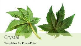  Presentation with green leaves - PPT theme consisting of green-tropical-leaves-on-white background and a yellow colored foreground