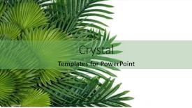  Presentation with green-leaves - Colorful theme enhanced with green-tropical-leaves backdrop and a seafoam green colored foreground