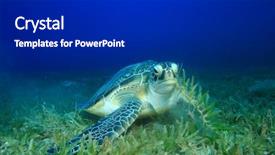  Presentation with seagrass - Theme consisting of green turtle chelonia mydas feeding on seagrass background and a dark gray colored foreground