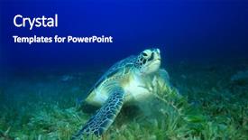  Presentation with seagrass - Beautiful presentation theme featuring green turtle chelonia mydas feeding on seagrass backdrop and a dark gray colored foreground