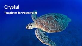  Presentation with turtle - Audience pleasing presentation consisting of green turtle chelonia mydas backdrop and a  colored foreground