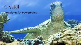  Presentation with turtle - Beautiful presentation theme featuring green turtle close-up borneo backdrop and a light blue colored foreground