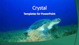  Presentation with seagrass - Slide set with green turtle eating seagrass background and a dark gray colored foreground