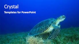 Presentation with seagrass - Colorful presentation design enhanced with green turtle eating seagrass backdrop and a dark gray colored foreground