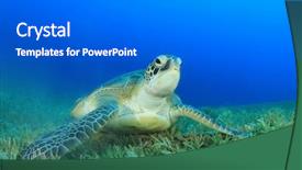 Presentation with grass texture on green - Audience pleasing PPT theme consisting of green turtle feeds on sea backdrop and a  colored foreground
