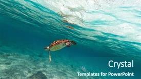  Presentation with green nature - Audience pleasing slides consisting of green turtle in nature backdrop and a ocean colored foreground