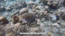  Presentation with maldive - Presentation design having green-turtle-indian-ocean-maldive background and a gray colored foreground