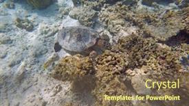  Presentation with maldive - Presentation design featuring green-turtle-indian-ocean-maldive background and a violet colored foreground