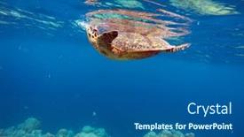  Presentation with maldive - Presentation design consisting of green-turtle-indian-ocean-maldive background and a ocean colored foreground