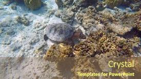  Presentation with maldive - Theme having green-turtle-indian-ocean-maldive background and a violet colored foreground