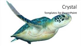  Presentation with fresh water splash green apple isolated white - Presentation theme consisting of green turtle isolated on white background and a white colored foreground