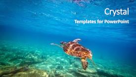  Presentation with turtle - PPT theme featuring green turtle swimming at tropical background and a teal colored foreground