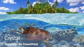  Presentation with turtle - PPT layouts featuring green-turtle-swimming background and a ocean colored foreground