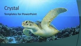  Presentation with turtle - Cool new presentation with green turtle underwater ocean backdrop and a arctic colored foreground