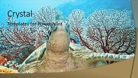  Presentation with turtle - PPT theme having green turtle underwater world background and a light blue colored foreground
