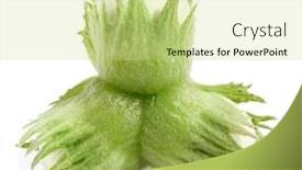  Presentation with unripe - Amazing PPT layouts having green unripe hazelnuts isolated on white backdrop and a soft green colored foreground