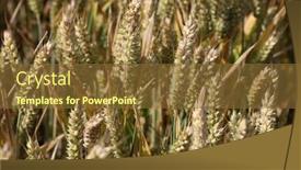  Presentation with wheat growing - Presentation design enhanced with green unripe wheat ears growing background and a tawny brown colored foreground