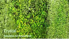  Presentation with fern - Colorful presentation enhanced with green various creeper fern backdrop and a tawny brown colored foreground