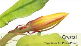  Presentation with fresh water splash green apple isolated white - PPT layouts featuring green vegatable - fresh equiphyllum plant isolated background and a  colored foreground